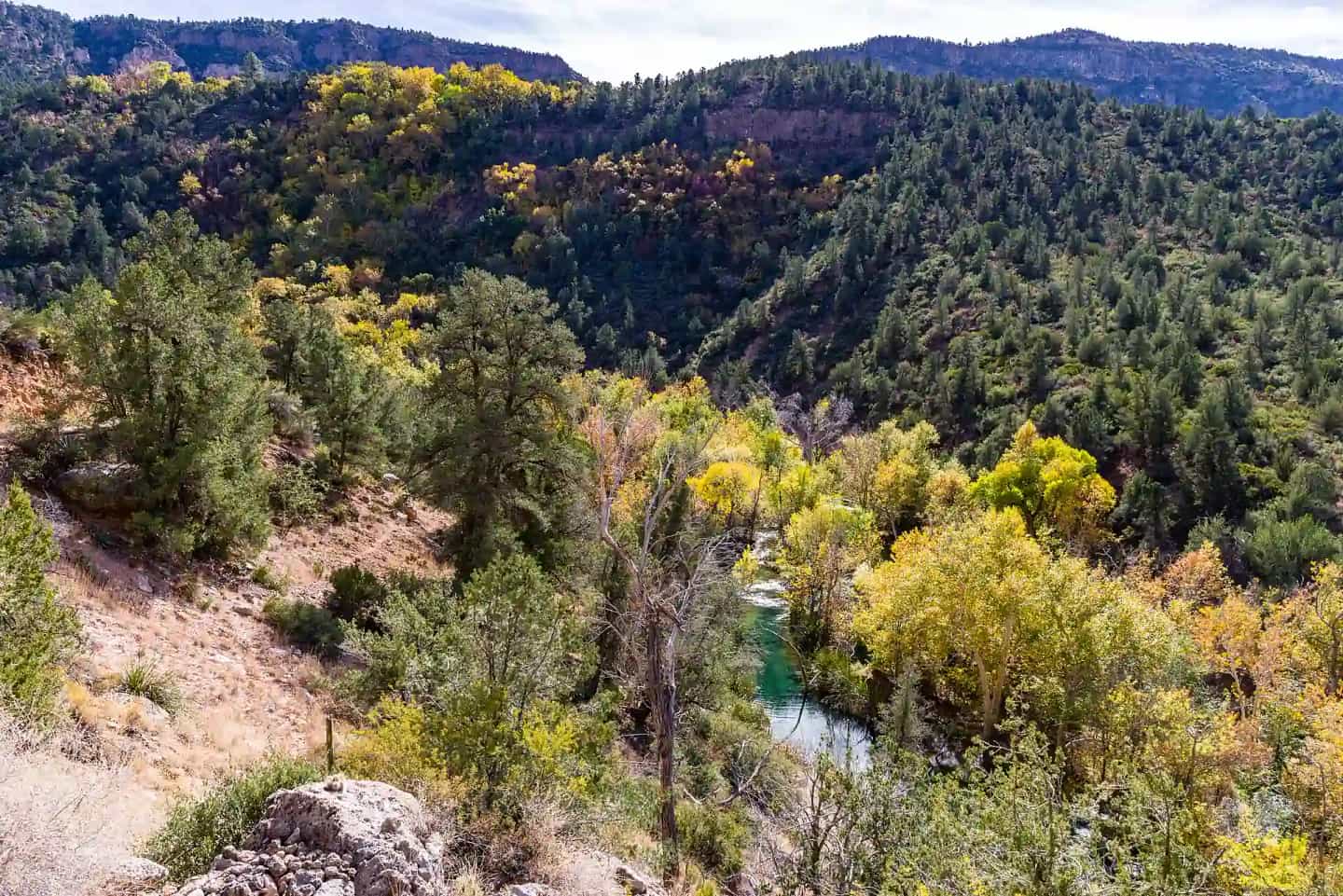 A dirt trail through pine forest with hikers in the distance